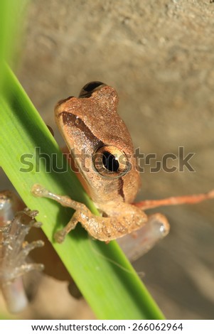 Closeup of frog head,Focus on eye