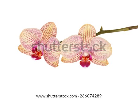 orchid flowers isolated on white background with clipping path