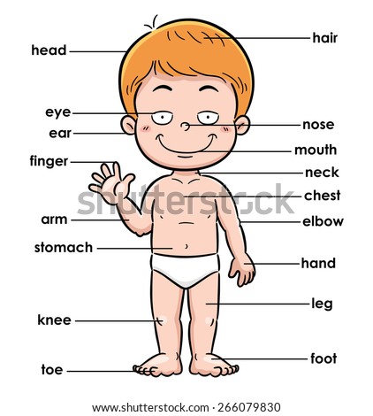 Cartoon boy body parts. My body vector… Stock Photo 1450811564 - Avopix.com