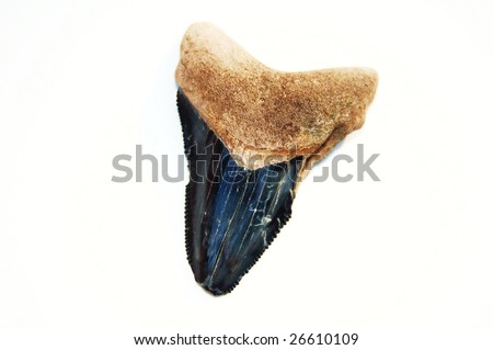 Extinct megalodon shark tooth on white background