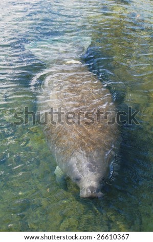 Manatee coming out for a breath of air