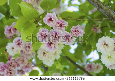 Blossoming of sakura tree flowers, natural floral spring seasonal background