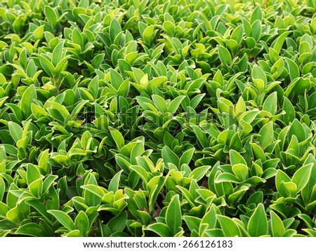 green Bush leaf texture