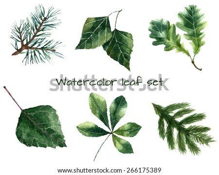 Set of watercolor leaves: pine, chestnut, oak, beech, poplar, fir brunch.  Vector illustration