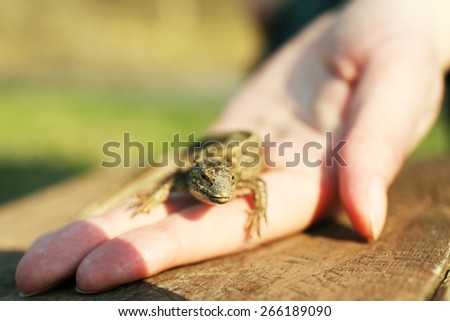 Lizard in female hand, closeup