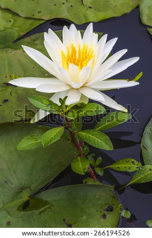 A white white and yellow Lotus Flower in a lily pond.  The petals of the flower are soft and delicate.