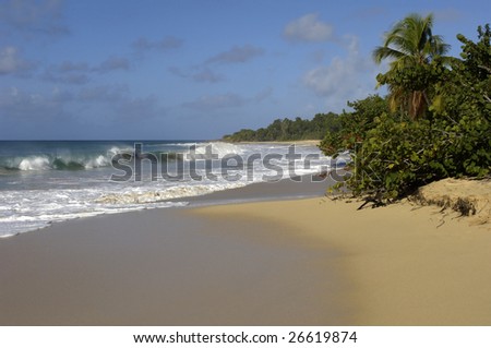 France, Martinique, Sainte Anne, beach of  les Salines, horizontal picture