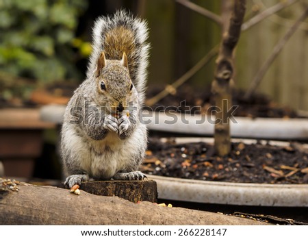 Squirrel with bushy tail