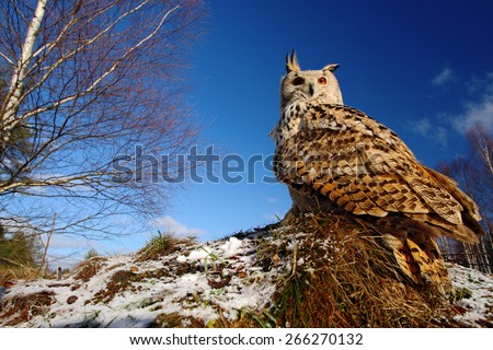 Big Eastern Siberian Eagle Owl, Bubo bubo sibiricus, sitting on meadow with snow, wide angle photo with blue sky.