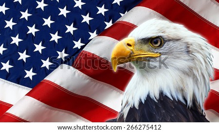 North American Bald Eagle on American flag 