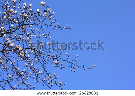 Beautiful spring magnolia flowers on sky background