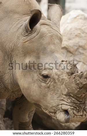 rhino at the zoo