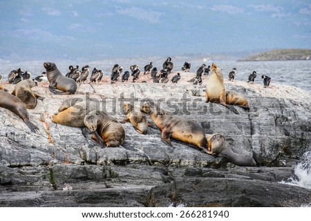 Sea lions lying on the rock in Antarctica