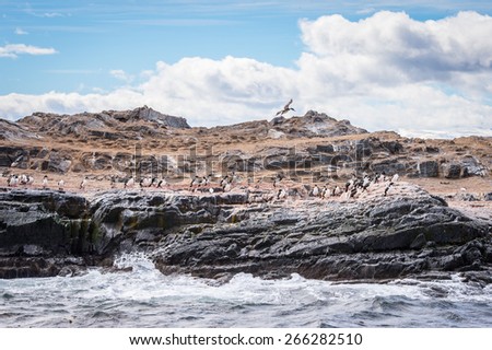 Polar ducks on the rock, Beagle Channel