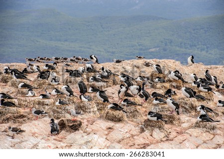 Polar ducks on the rock, Beagle Channel