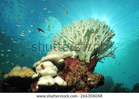 White color of hard corals is coral bleaching. The main cause of coral bleaching is heat stress resulting from high sea temperatures.                    