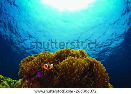 Anemone fish with blue ocean.  