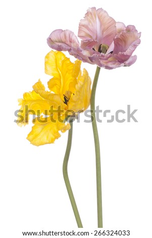 Studio Shot of Yellow and Lilac Colored Tulip Flowers Isolated on White Background. Large Depth of Field (DOF). Macro. National Flower of The Netherlands, Turkey and Hungary.