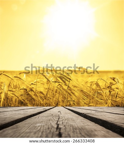 backdrop of ripening ears of yellow wheat field on the sunset cloudy orange sky background Copy space of the setting sun rays on horizon in rural meadow Close up nature photo Idea of a rich harvest
