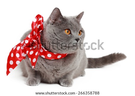 Handsome short hair gray British cat with red bow