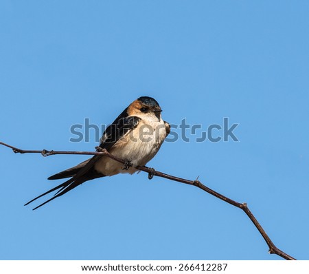 Red-rumped Swallow Perched on Branch