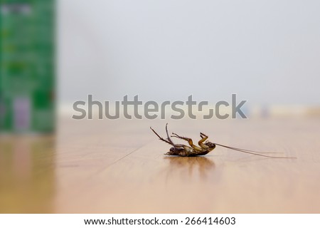 Dead cockroach on floor, pest control concept Royalty-Free Stock Photo #266414603
