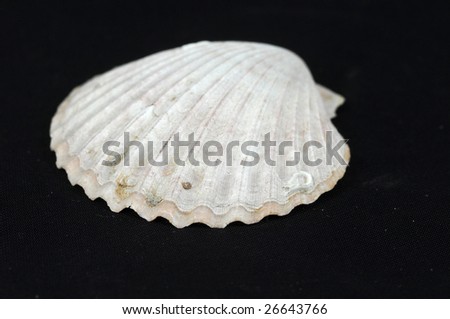 Picture of a shell on a dark background