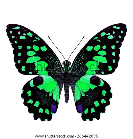 Beautiful green butterfly, Papilio demoleus Linnaeus in fancy color profile isolated on white background, soft focus