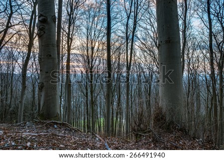 Sunset in a Spring Forest. Early April, trees still barren. Lovely sunset landscape behind the forest in northern franconia, Germany.