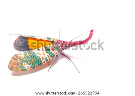 Strange colorful insects isolate on white Royalty-Free Stock Photo #266521904