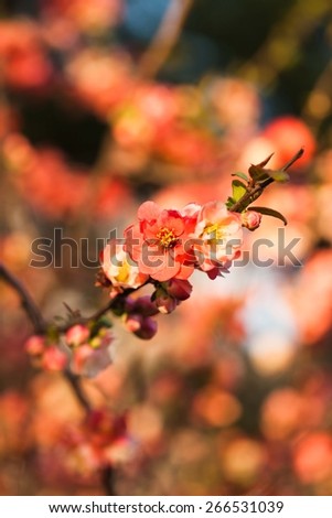 Vintage flower background. Blurred coral abstract.