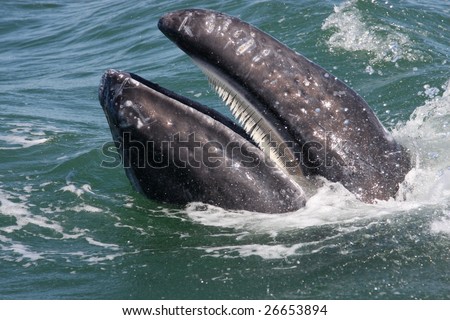 BALEEN of gray whale Royalty-Free Stock Photo #26653894