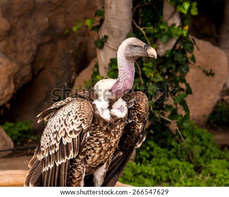 white-backed vulture