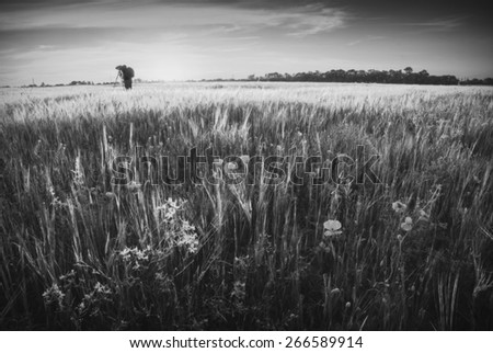 Photographer, who photographs sunrise in a wheat field of Ukraine. Black and white
