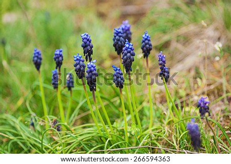 Muscari neglectum flowers in the spring nature with copy space