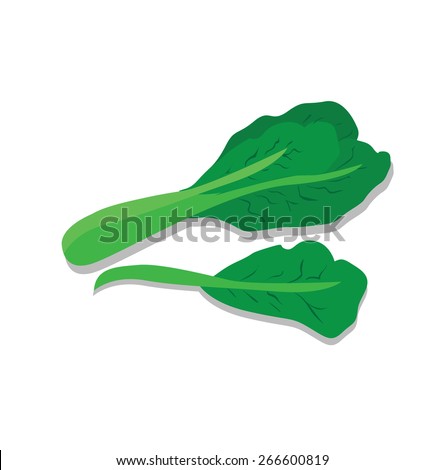 Vector of Fresh Green Chinese Cabbage, Bok Choy, Isolated on White Background.