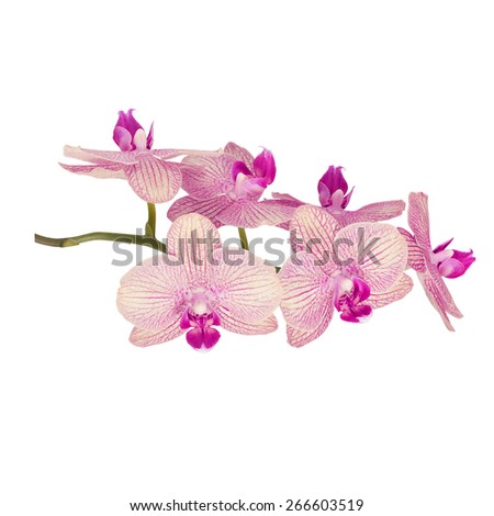 orchid flowers branch isolated on white background with clipping path