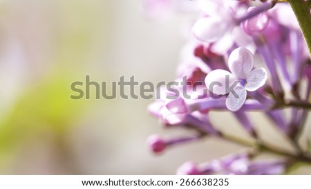 Beautiful blossoming lilac (syringa)