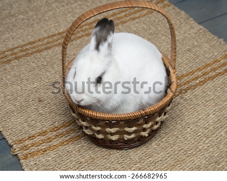 White bunny in basket