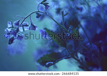blue flowers macro concept spring background