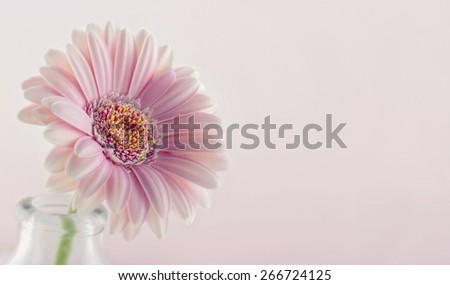 Closeup of pink gerbera on pastel background