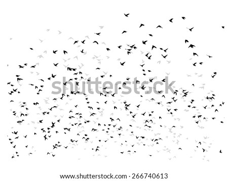 silhouette of the bird in the sky. Vector