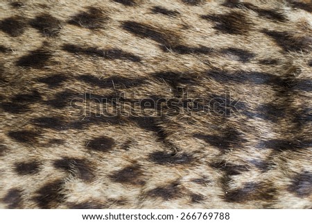 Leopard skin texture and background