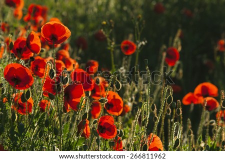 poppy flowers on a meadow