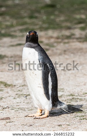 Close up of a gentoo penguin in Antarctica