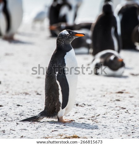 Gentoo penguin runs on the shore on the Falkland Island