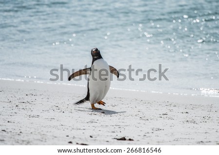 Little gentoo penguin on the shore of the ocean in Antarctica