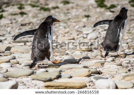 Gentoo penguins running on the Falkland Islands