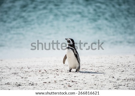Little penguin on the shore of the ocean in Antarctica