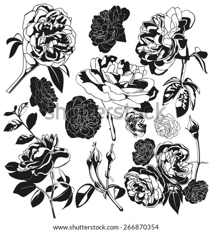 Vector illustration of   silhouette rose set